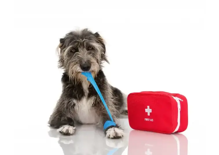 dog with a blue bandage and red first aid bag