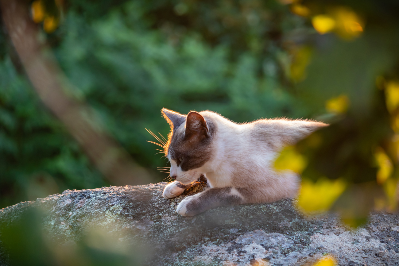 A cat sunbathing on a large boulder outside