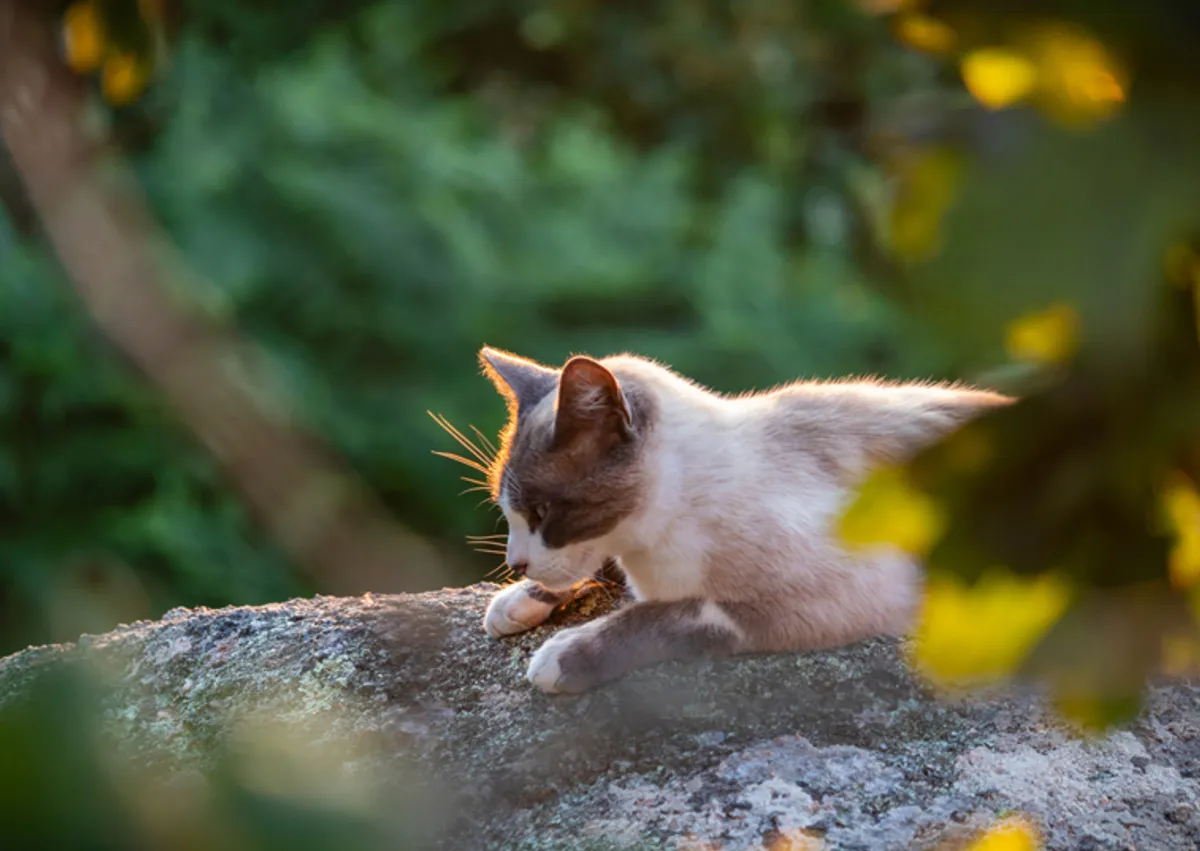A cat laying on a snowy bolder in a wooded area