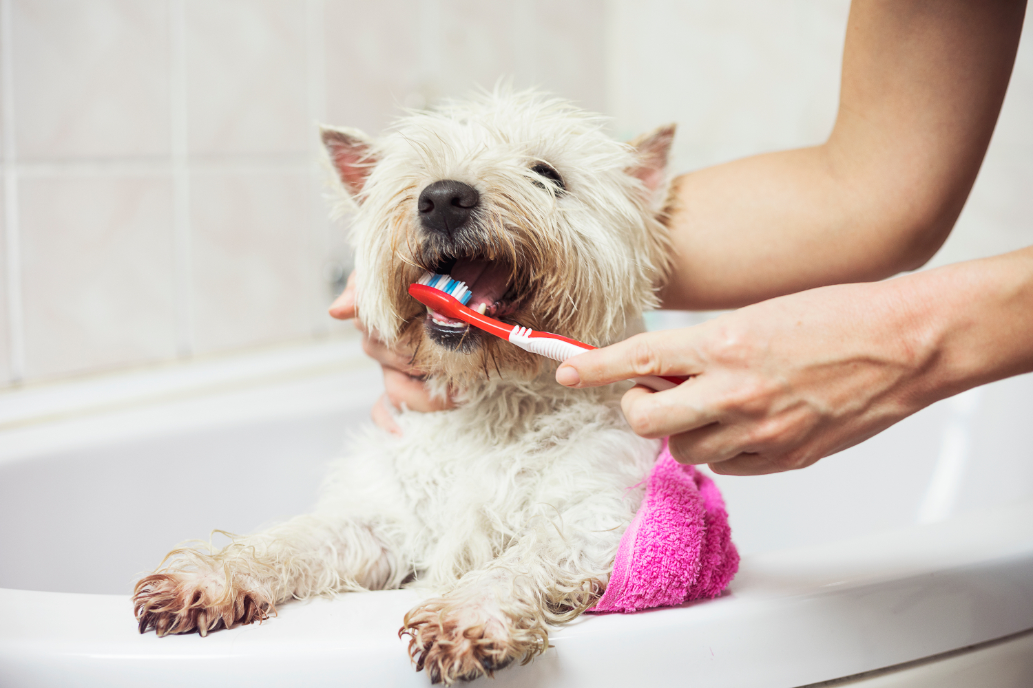 woman brushing dogs teeth