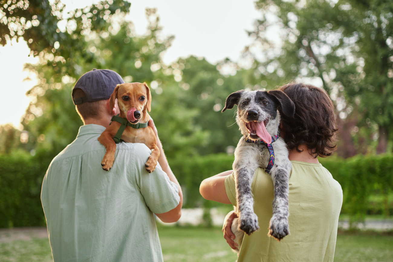 2 dogs held by their owners