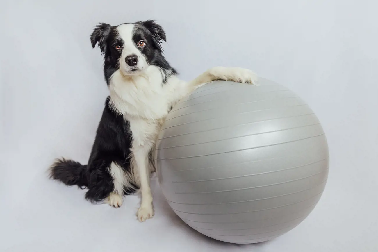 A Black And White Dog With Its Paw On A Yoga Ball