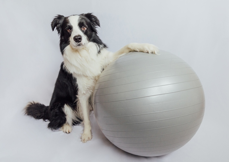 A Black And White Dog With Its Paw On A Yoga Ball
