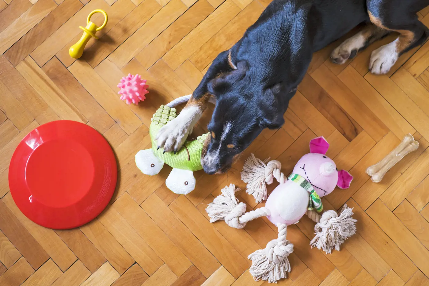 An overhead view of a dog surrounded by toys on a living room floor