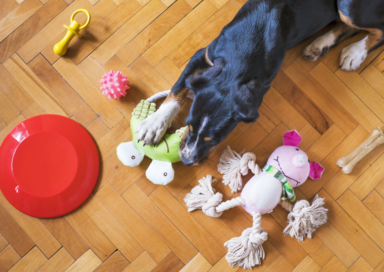 An overhead view of a dog surrounded by toys on a living room floor