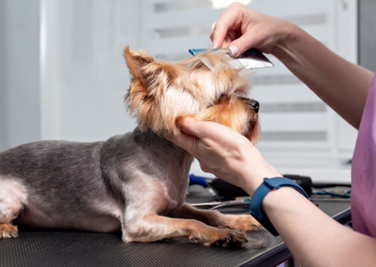 a yorkie being groomed