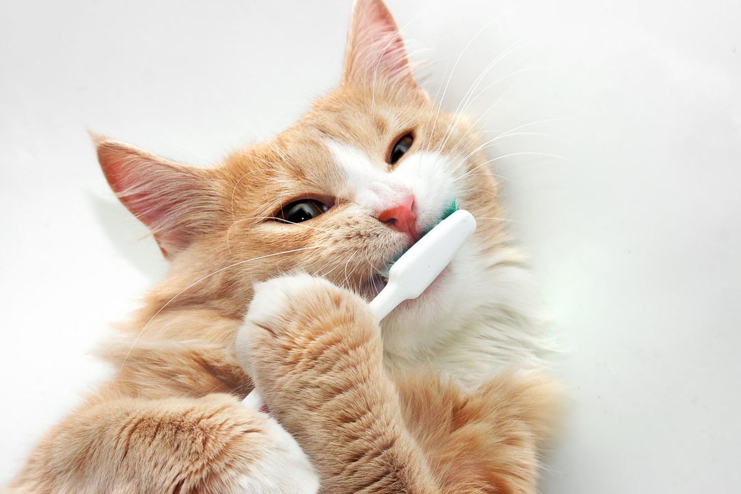 cat brushing its own teeth