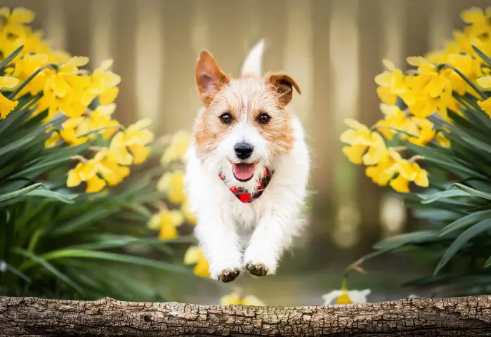 Jack Russell running in-between rows of daffodils 
