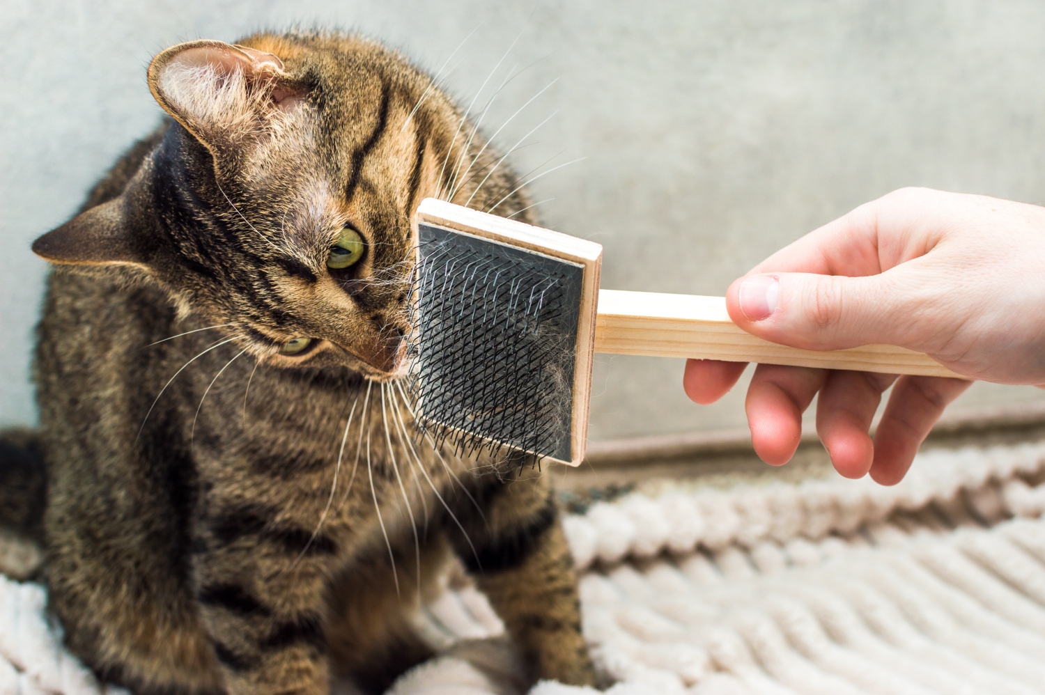 cat sniffing brush