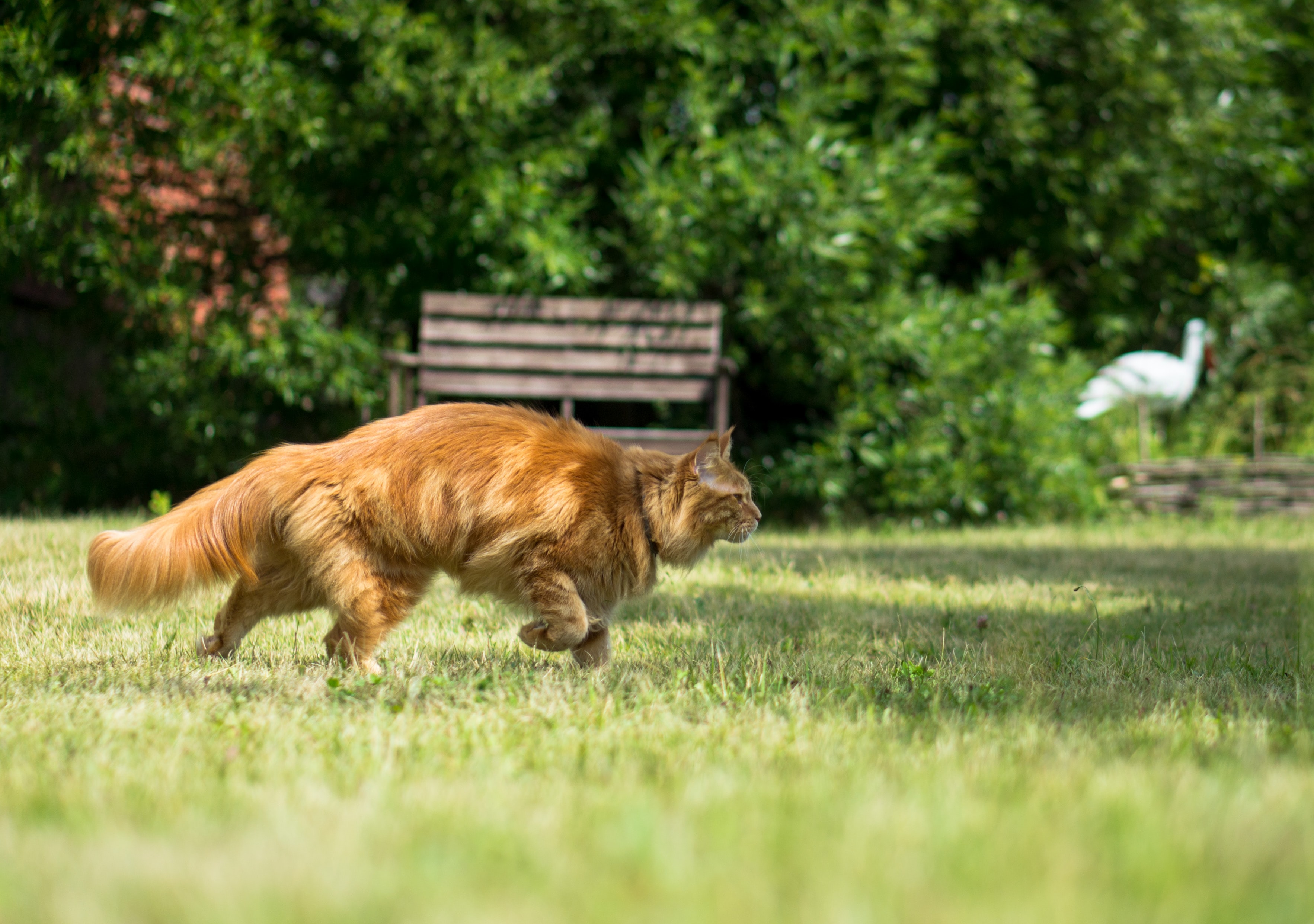 Orange Cat Hunting in a Field