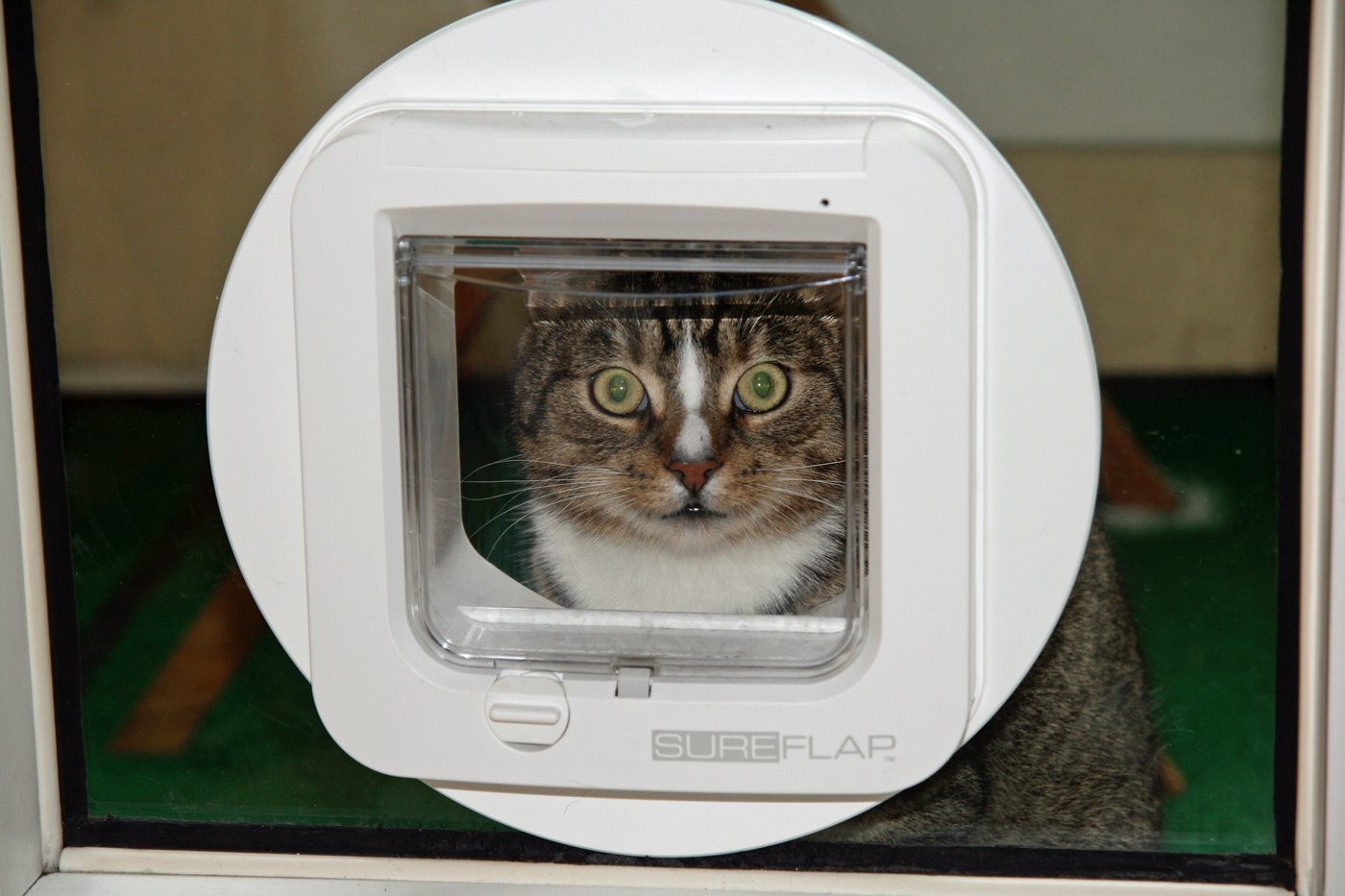 A cat peering out of a cat flap