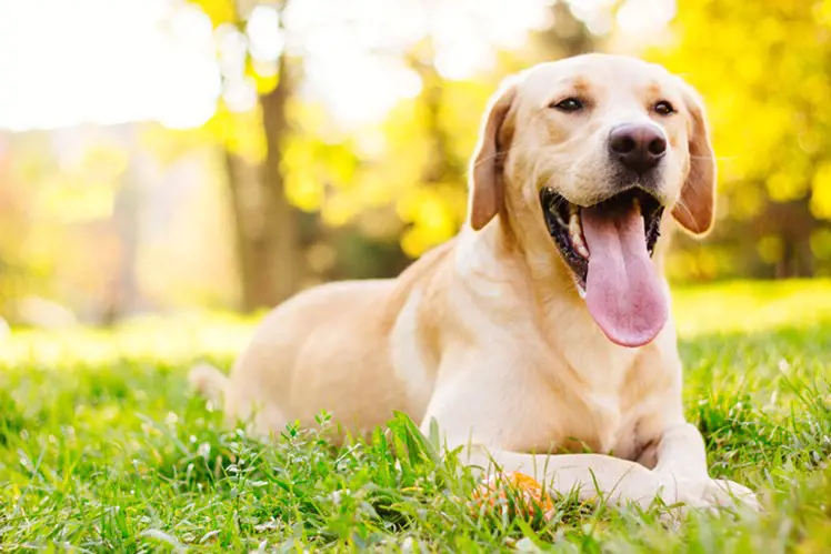 a golden retriever laying on the grass