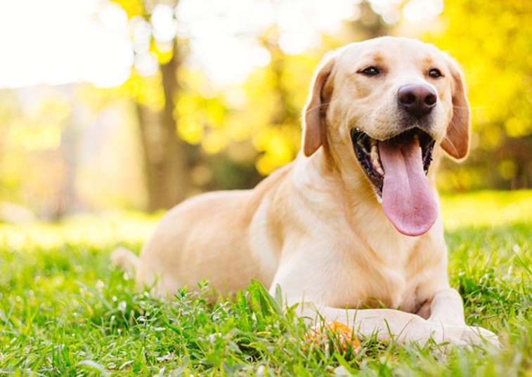 White Labrador lying in grass in the sunshine