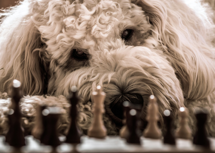 A dog laying down looking at a chess board