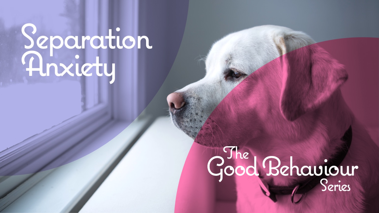 Dog separation anxiety training video thumbnail