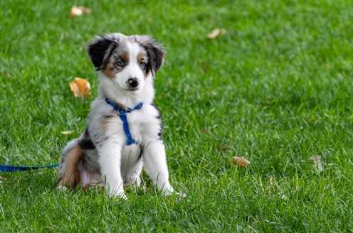 A puppy sitting on grass with a harness and lead on behaving well