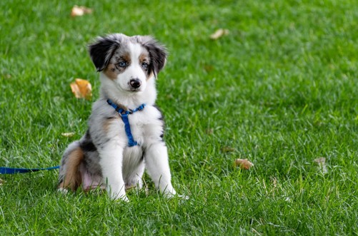 A dog in a training harness sitting on some grass paying attention