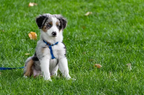 A puppy sitting on grass with a harness and lead on behaving well