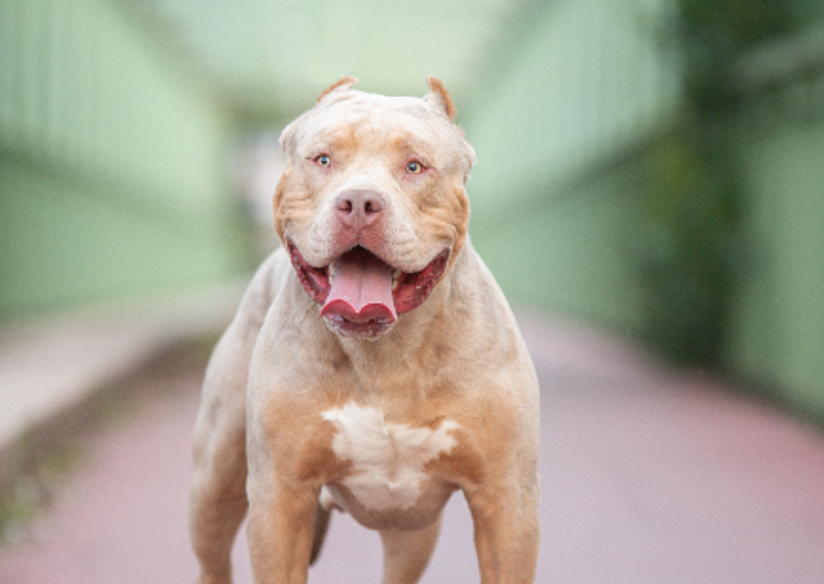 tan xl bully dog 