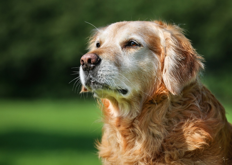 Beautiful older dog