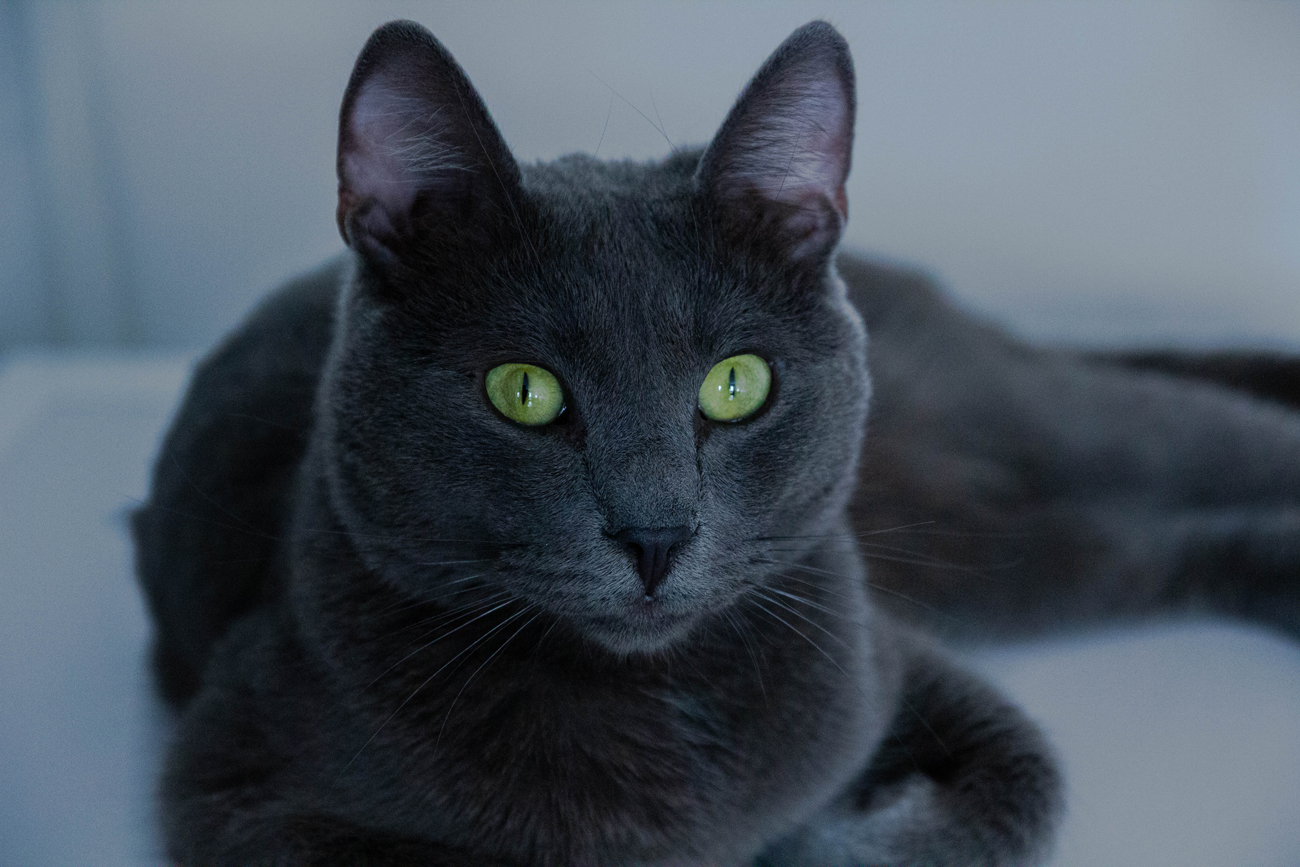 A Russian Blue cat with green eyes laying down