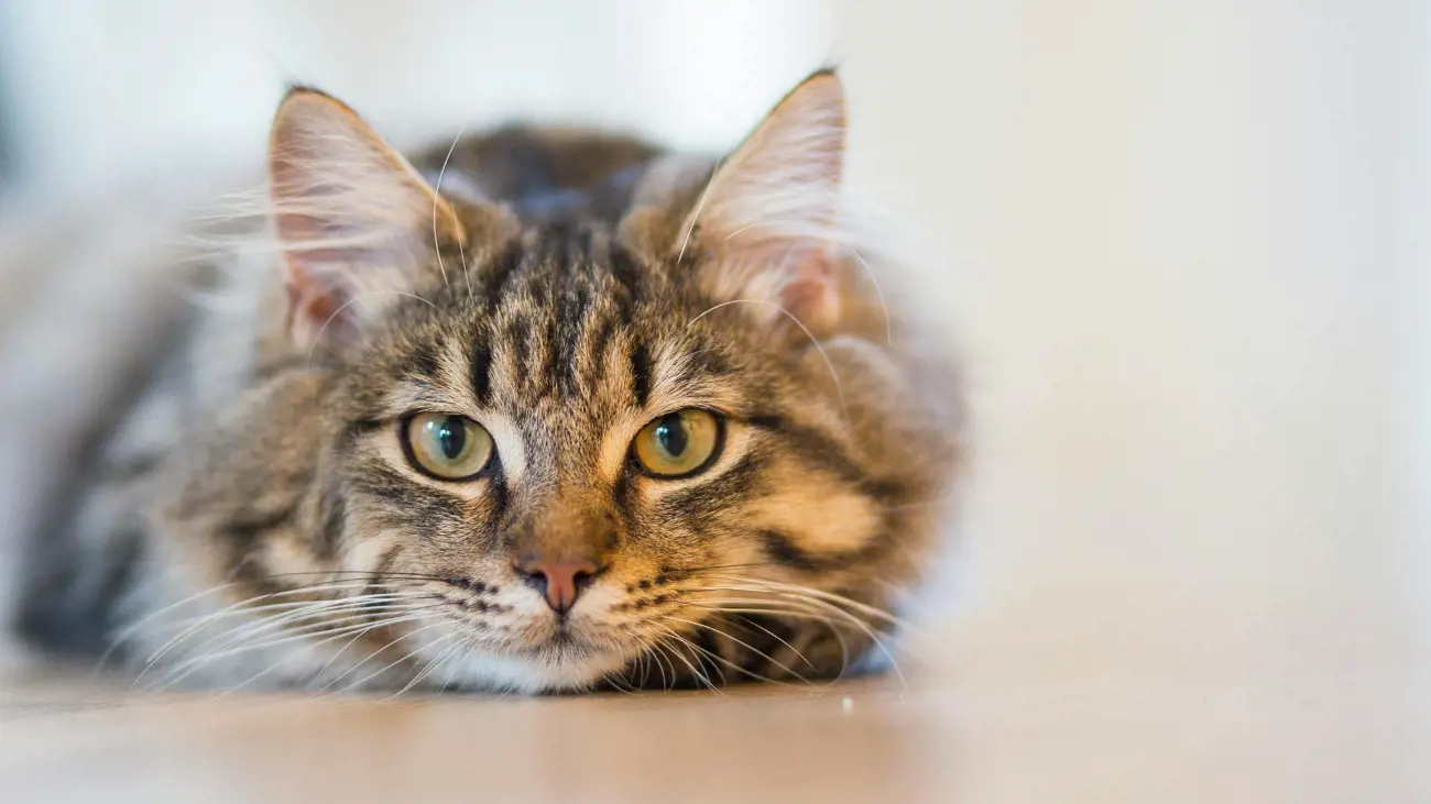 Their thick, water-repellent fur and bushy tails make them well-suited for cold climates.