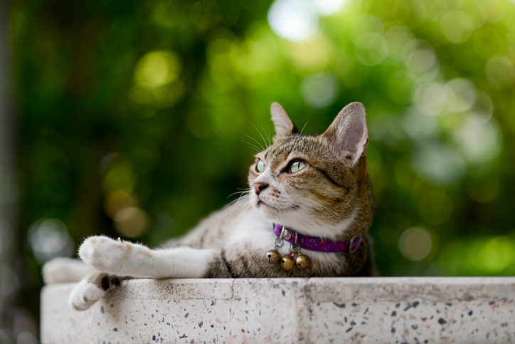 A cat sunbathing on a concrete block outside