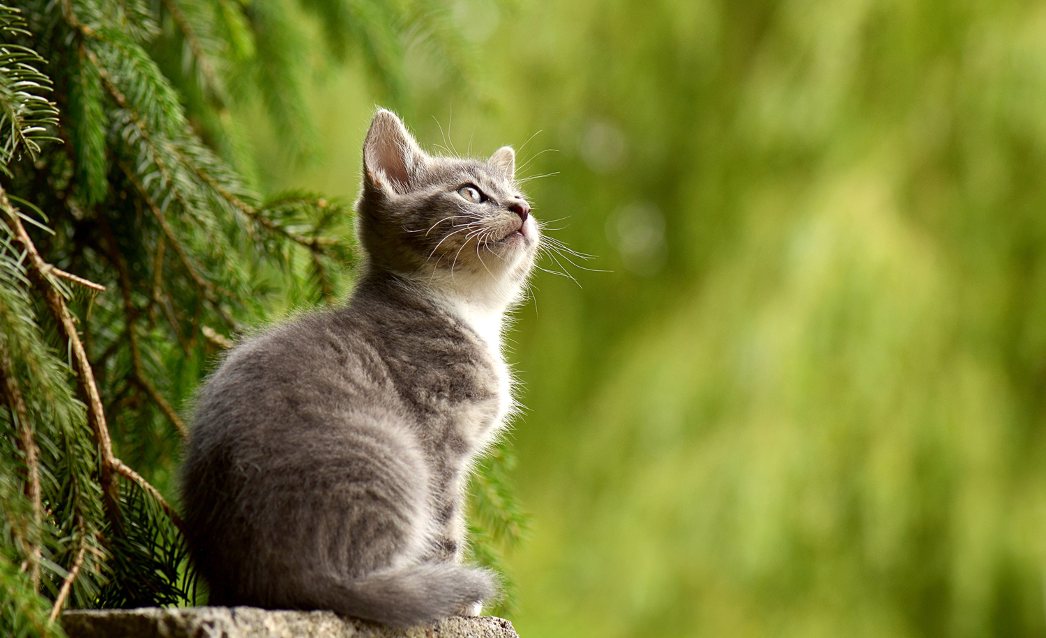 A kitten sitting on a tree stump with trees behind