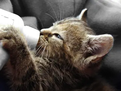 kitten being bottle fed