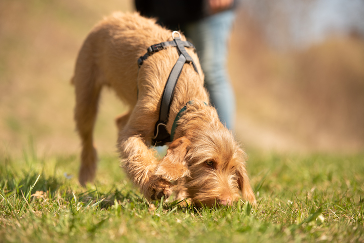 A dog sniffing the grass while out on a walk