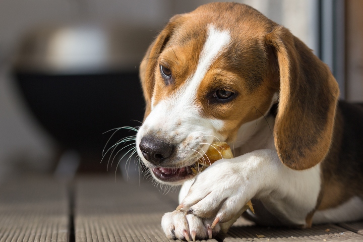 How to Stop a Puppy from Biting: 5 Important Tips - NaturVet®