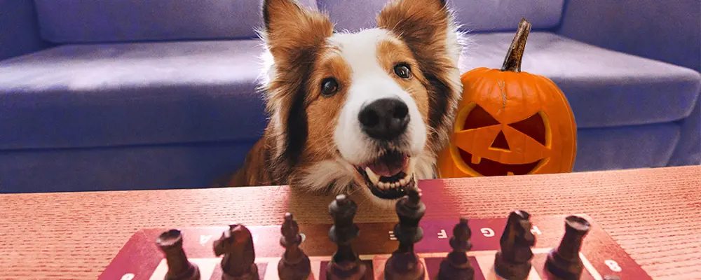 Dog playing chess