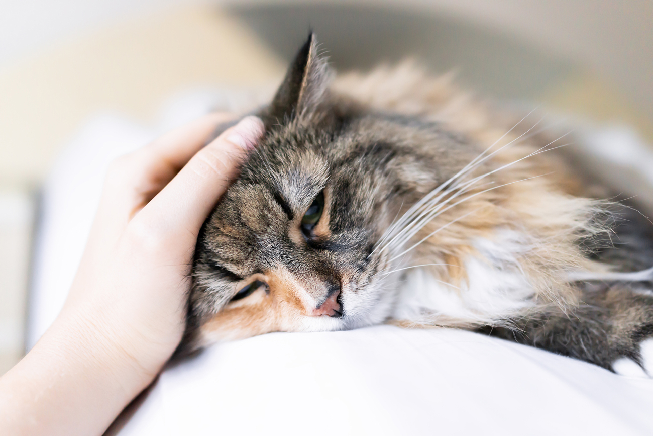 Fluffy cat laying down with owners hand stroking across it's head