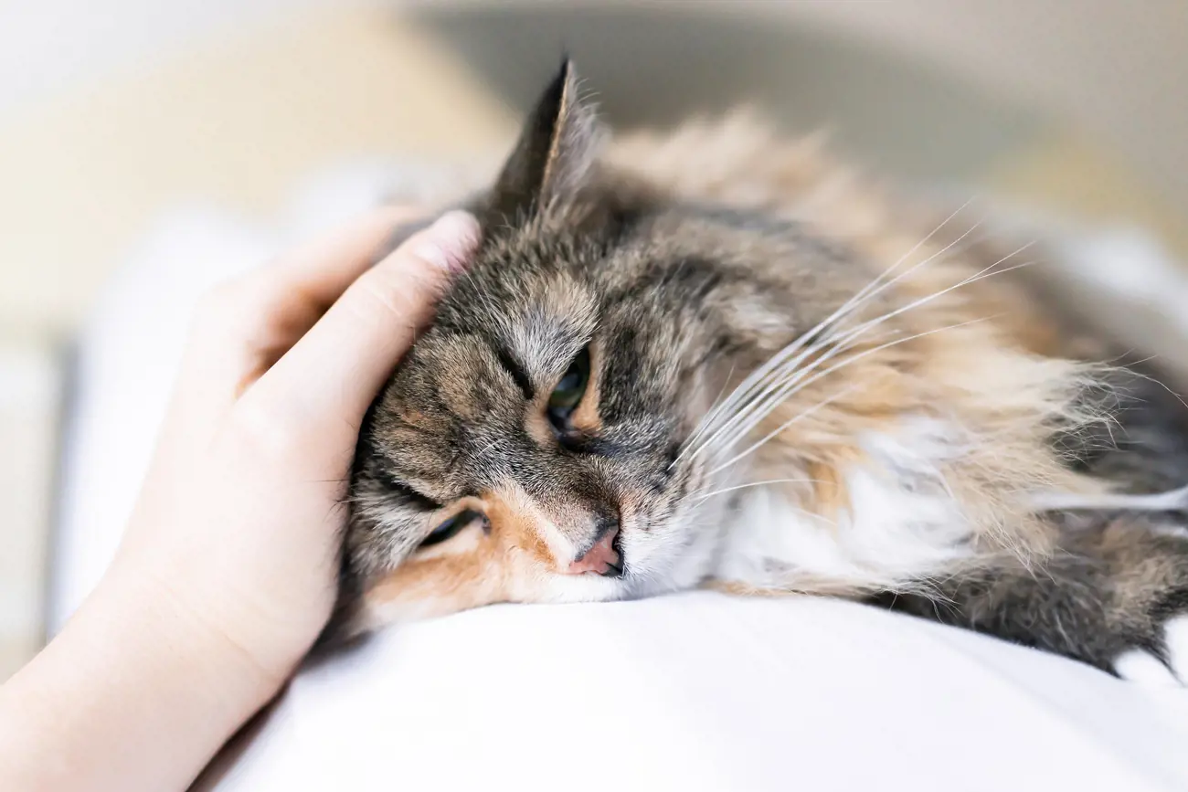 cat being stroked