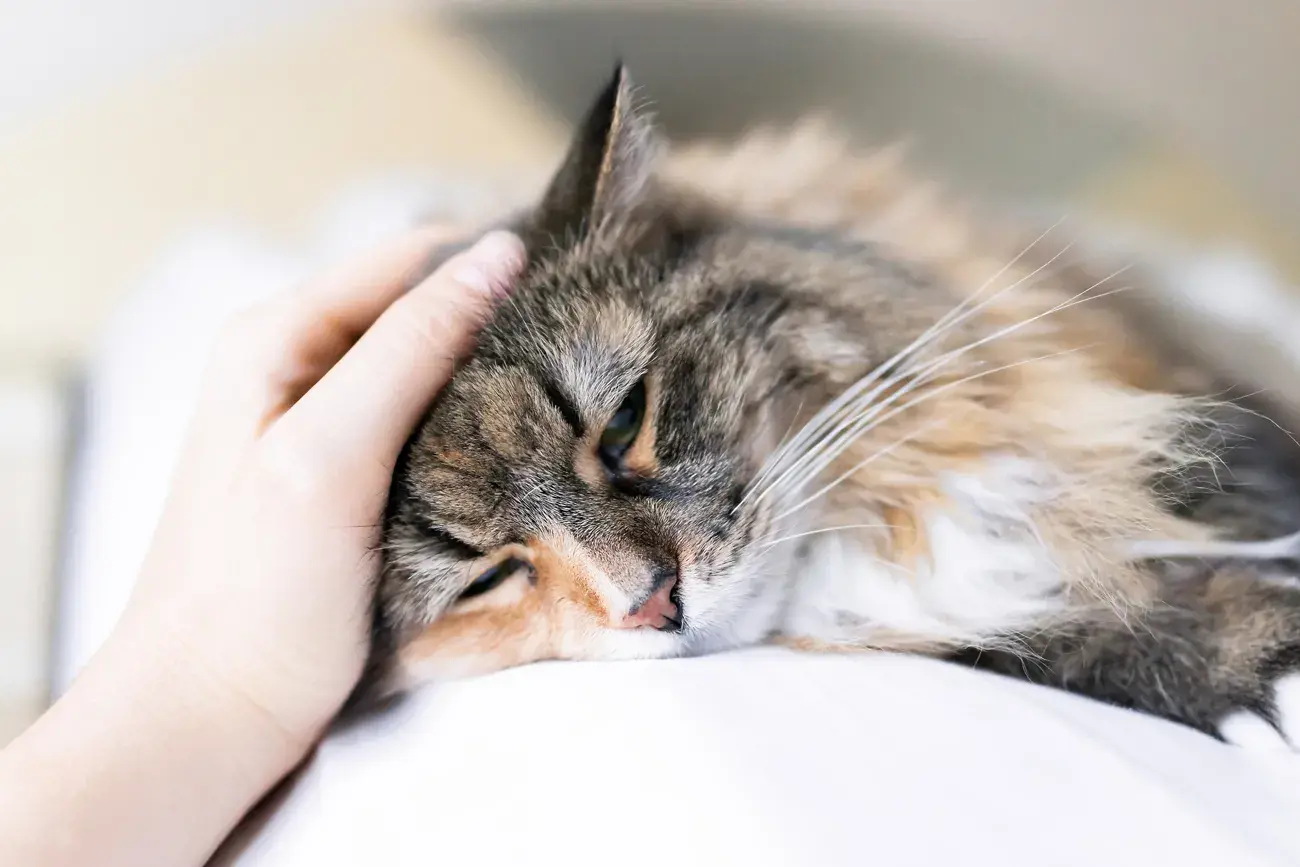 a long haired tabby cat being stroked