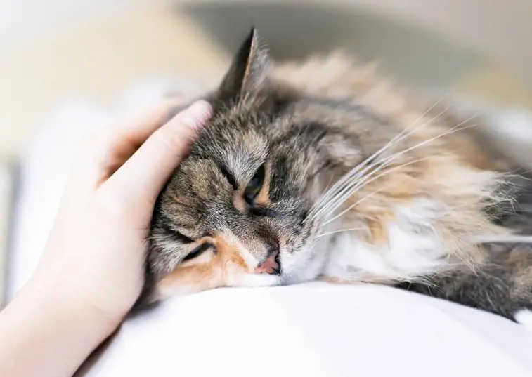 a long haired tabby cat being stroked