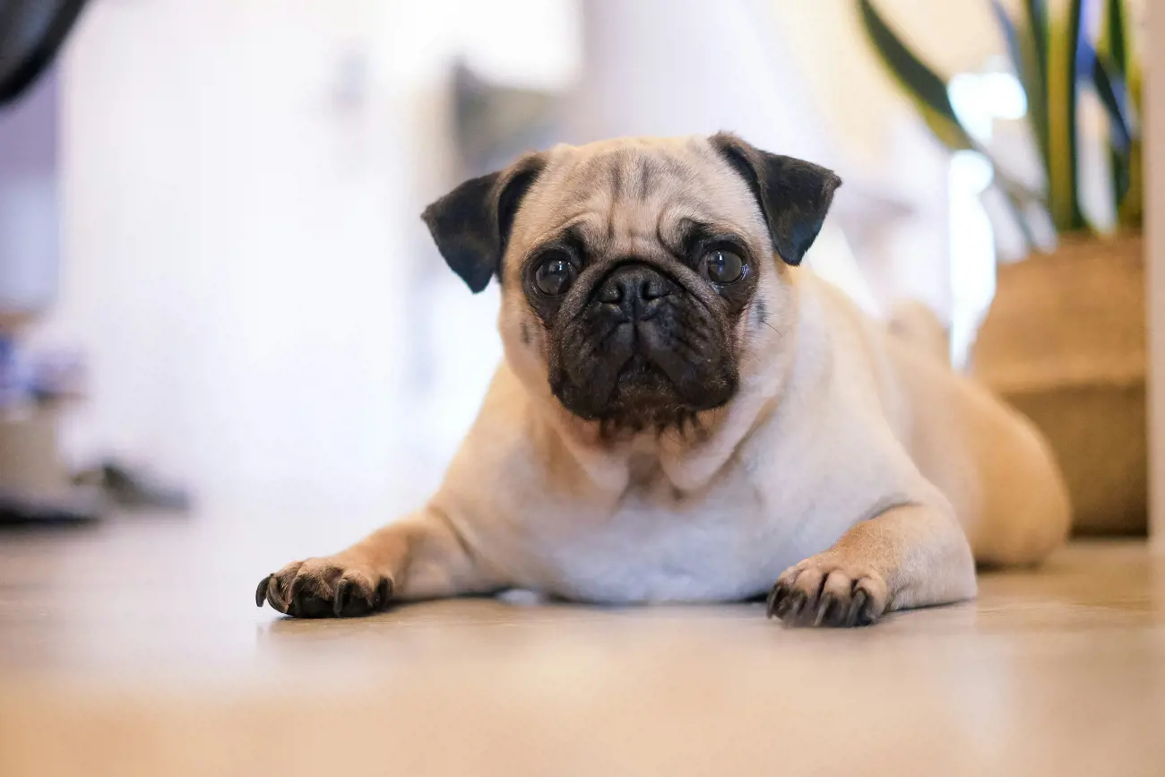 pug laying on the ground
