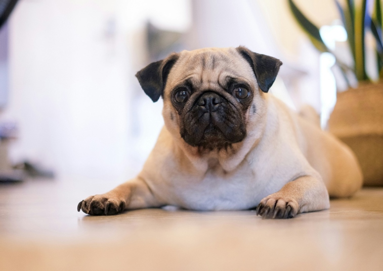 pug laying on the ground