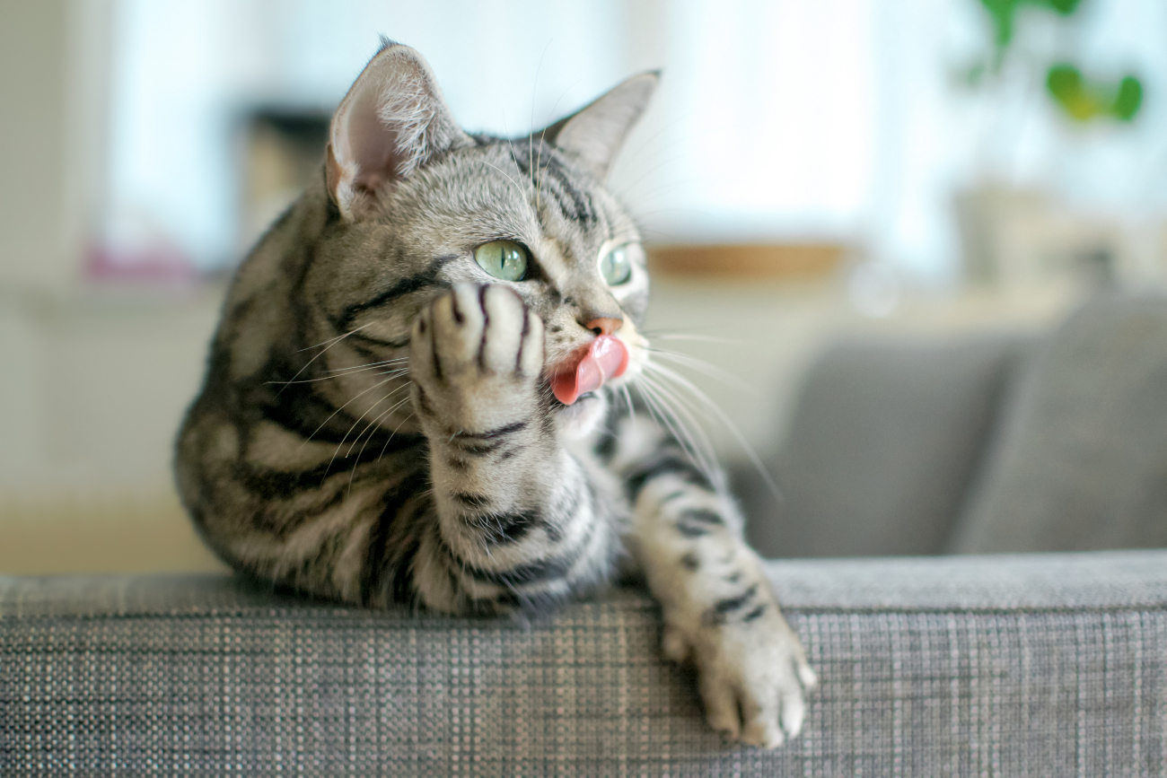 cat sticking out their tongue