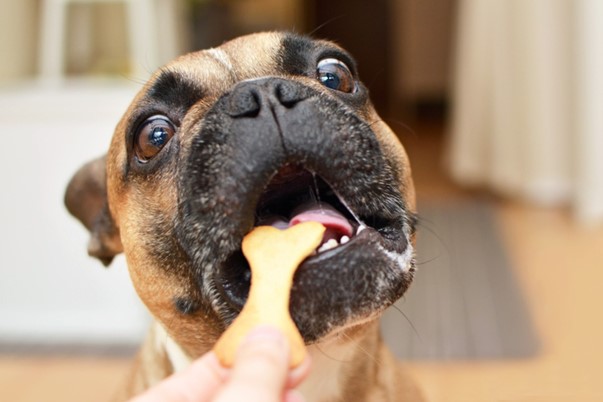 Dog eating bone treat
