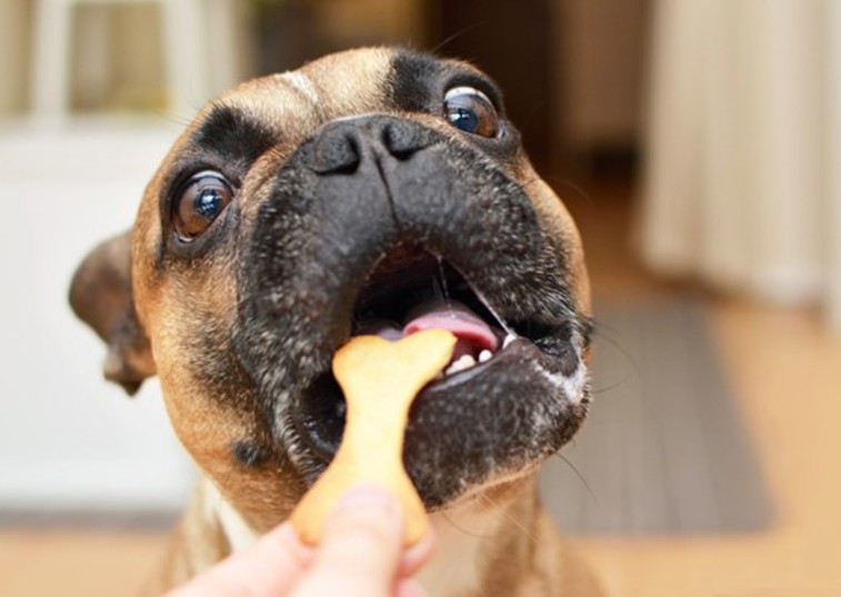 Dog eating bone treat