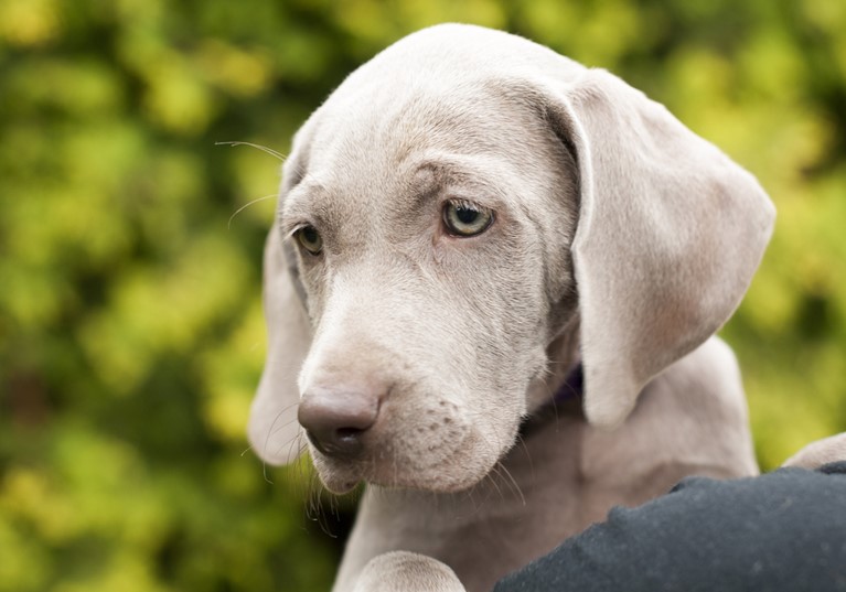 A puppy Weimaraner with brightly coloured eyes