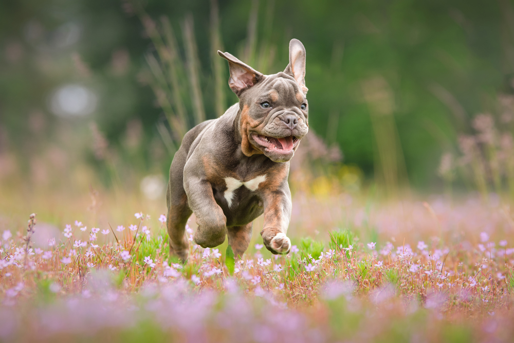 A bulldog running through a flowery meadow