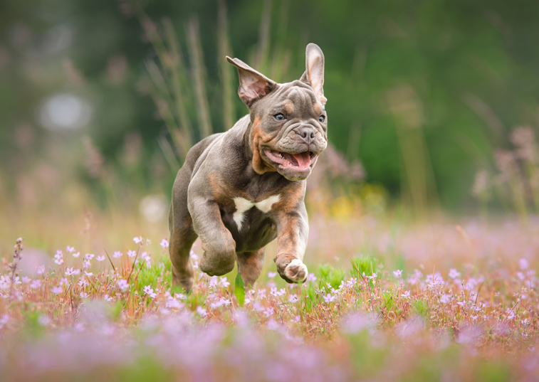 New research identifies health problems faced by British bulldogs