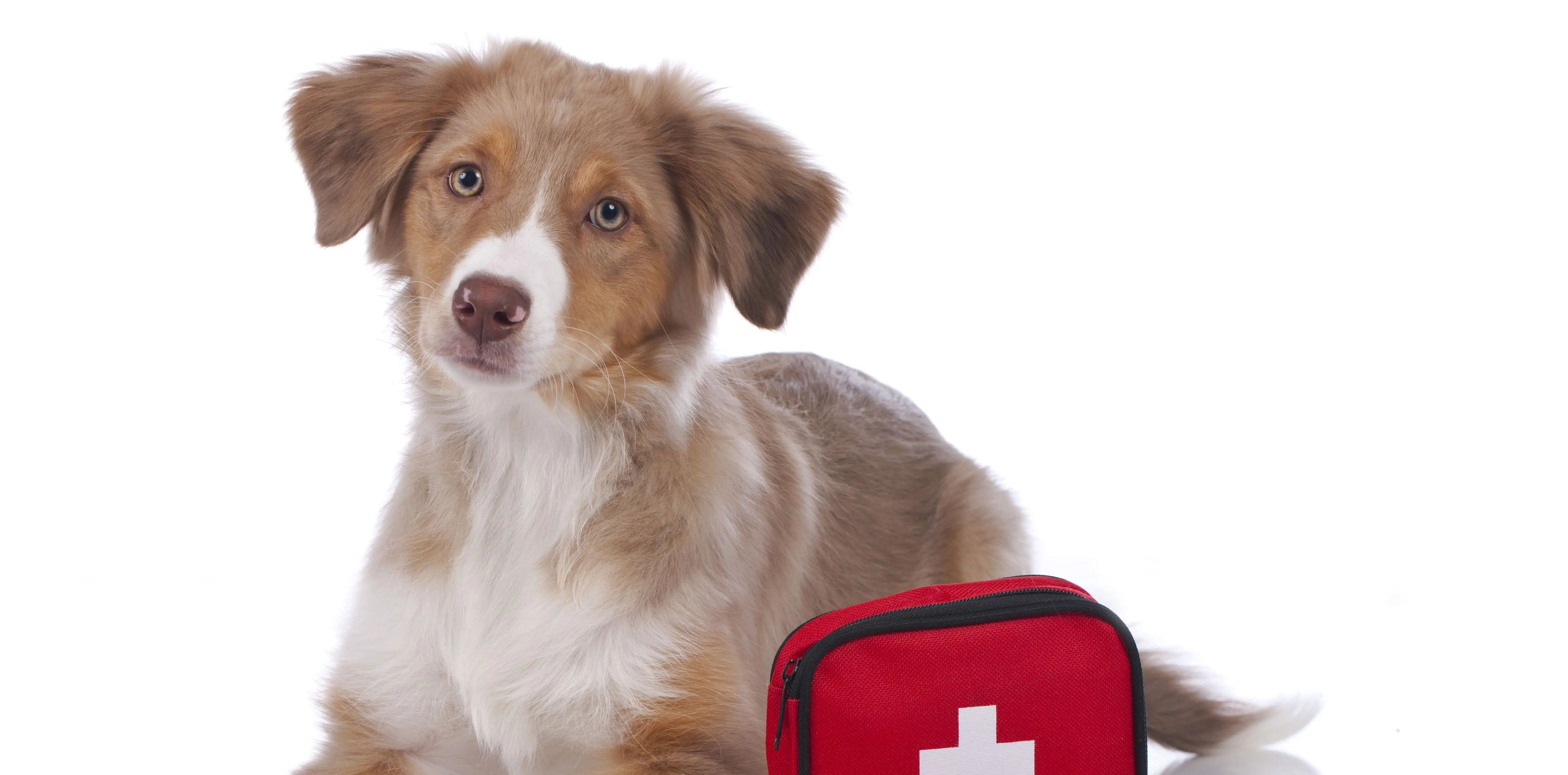 Dog with first aid