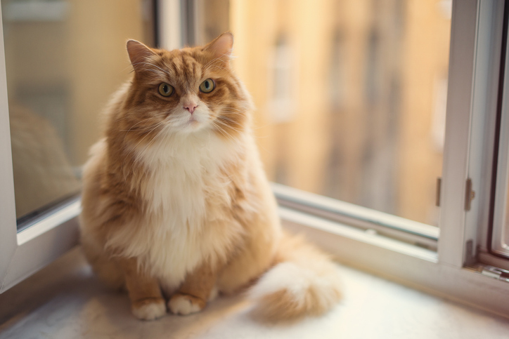 A fluffy cat sitting on a corner shaped windowsill