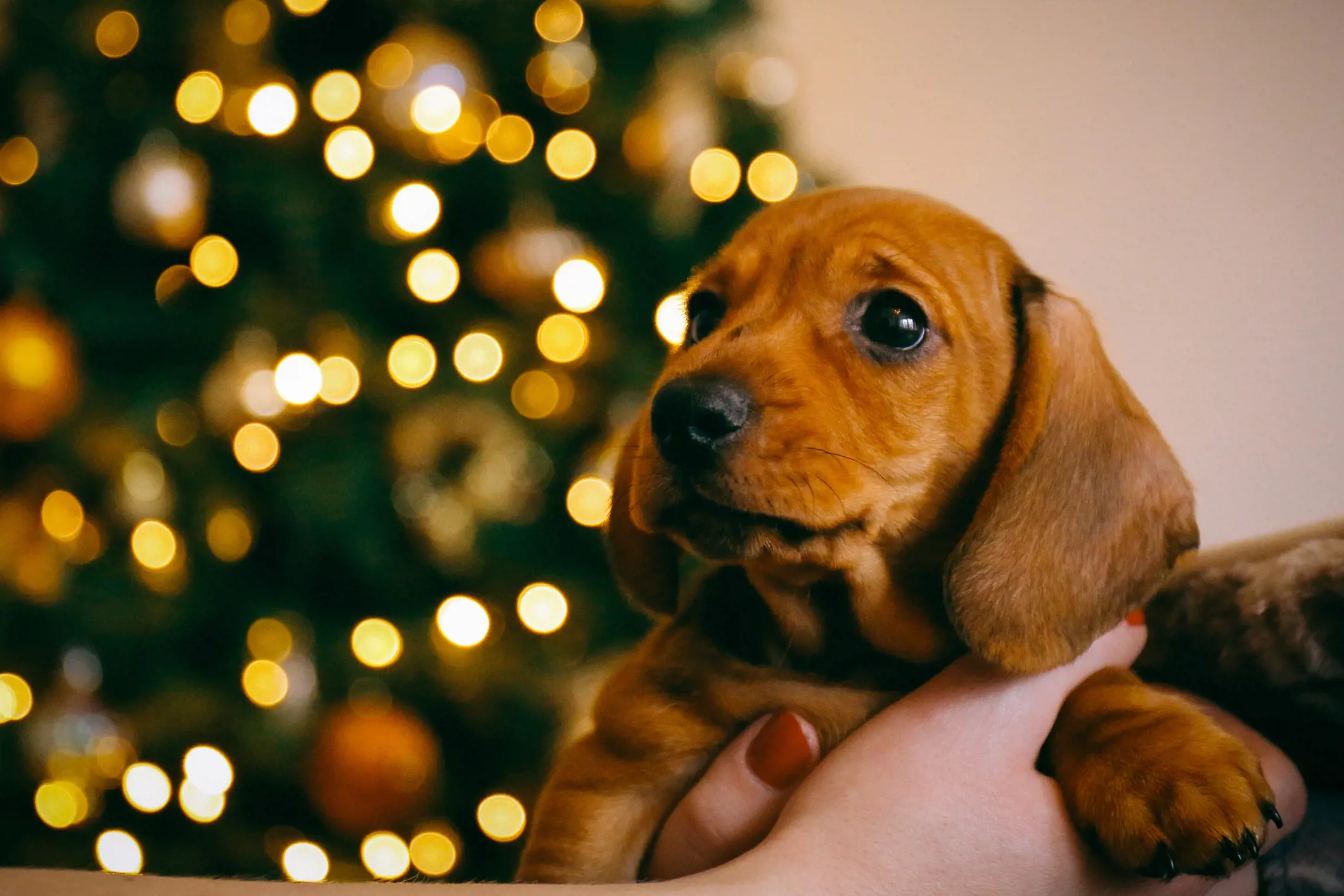 Dachshund Puppy at Christmas