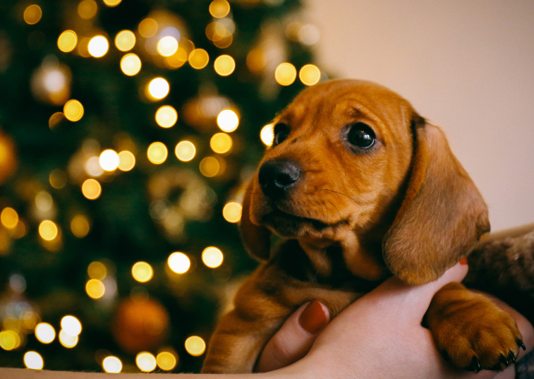 Dachshund Puppy at Christmas