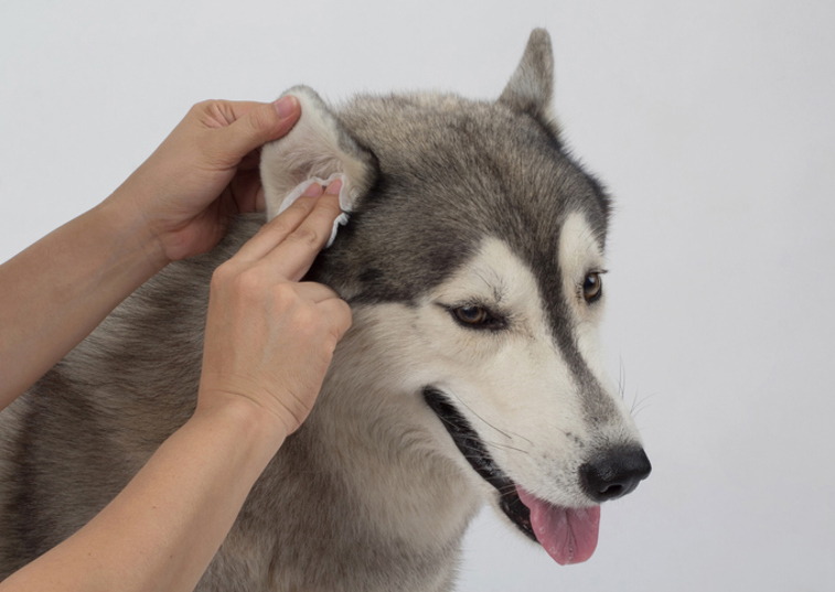 Dog having his ear cleaned