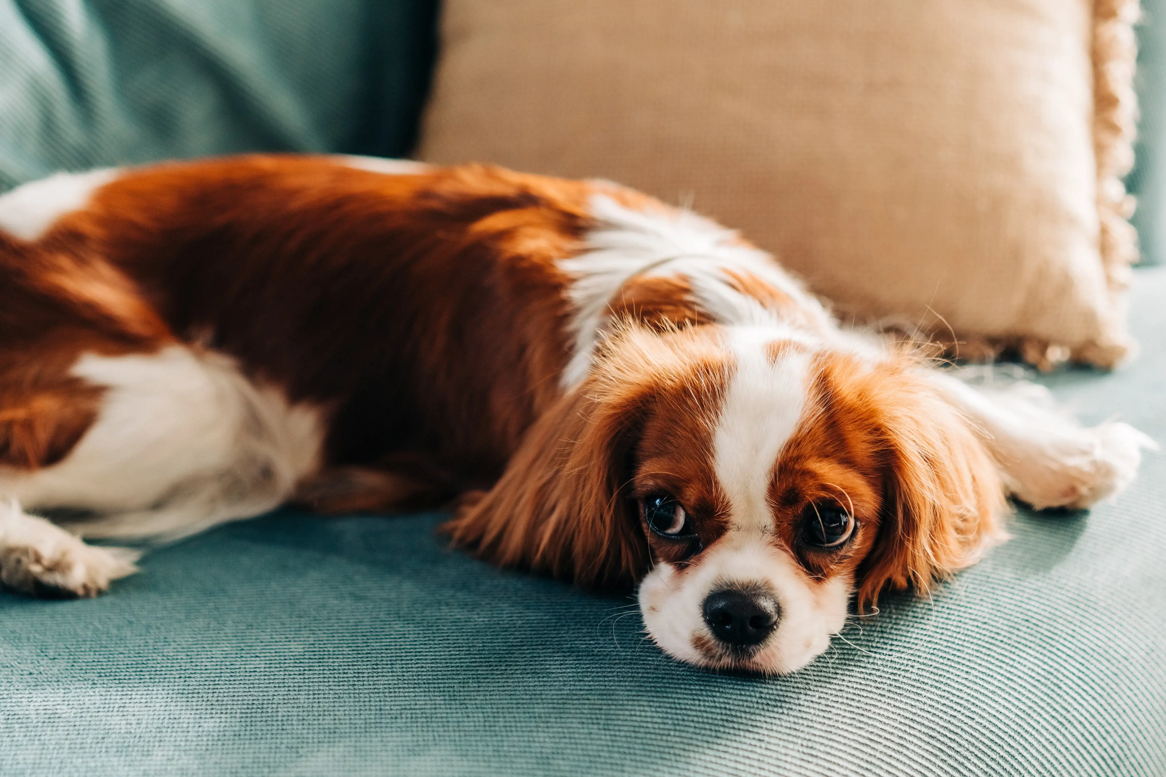 The breed is named after King Charles II of England, who was famously fond of small toy spaniels and even allowed them to accompany him everywhere, including in public places where dogs were typically not permitted.